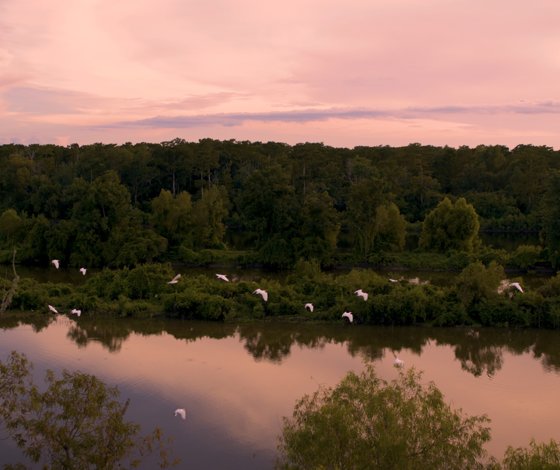 Birds On The Bayou