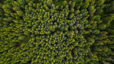Top View Of A Picturesque Forest 2021 08 30 02 20 05 Utc