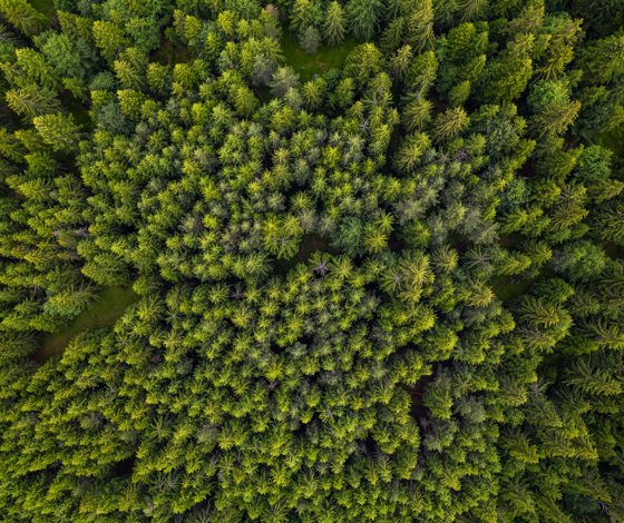 Top View Of A Picturesque Forest 2021 08 30 02 20 05 Utc