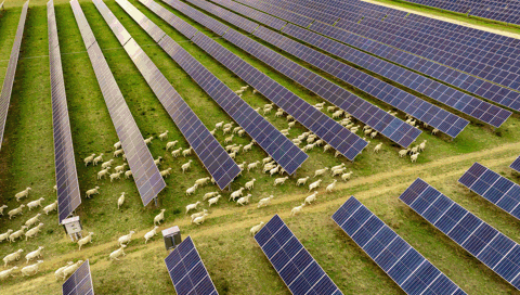 Darlington Point Solar Farm 1