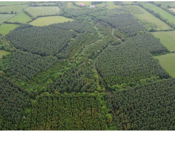 Ballygibbon Forest